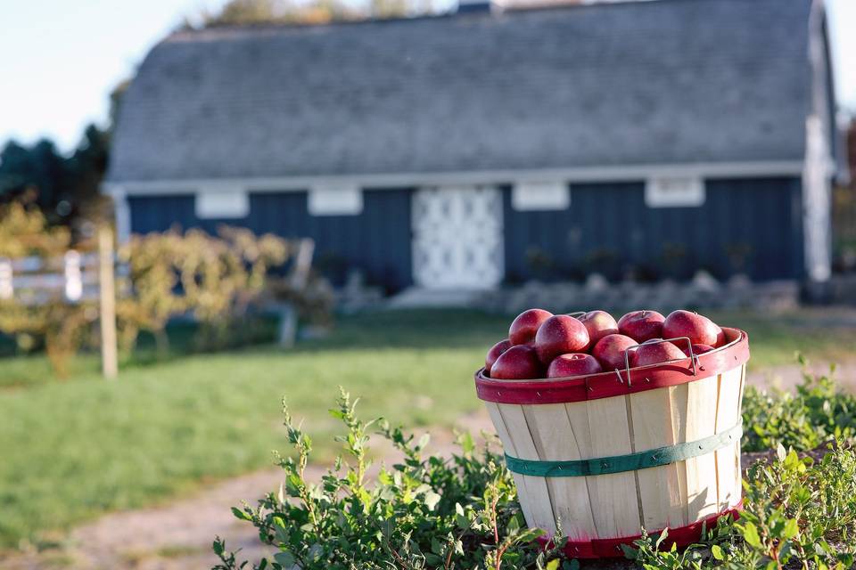 The Orchard