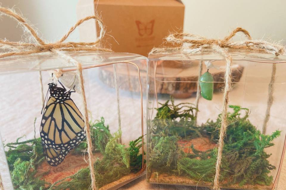 Wedding Butterfly Releases in HI — Sharing The Butterfly Experience