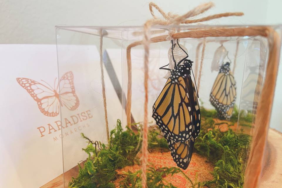 Home Release Kit - Monarch Butterfly with Milkweed plant – Riverbottom  Butterflies