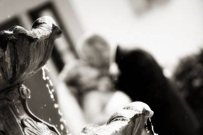 Bluebird Photography