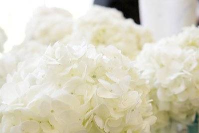 Simple white bouquets of hydrangea.
