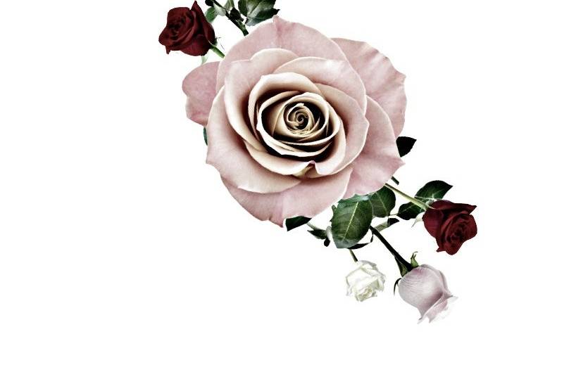 The Savvy Rose