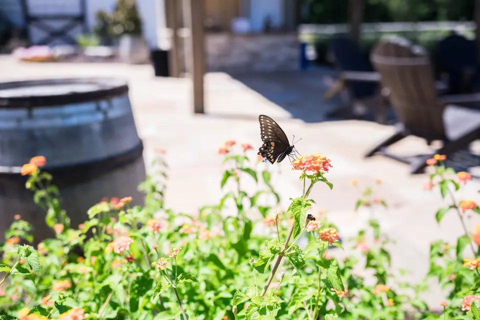 Meditation - Butterfly Garden