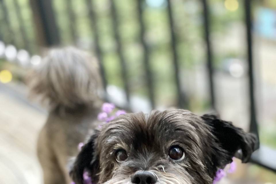 Floral Dog Crown