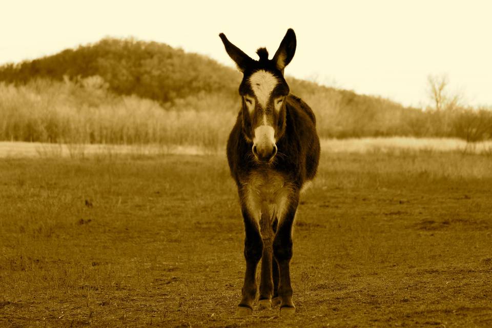 Donkey photo