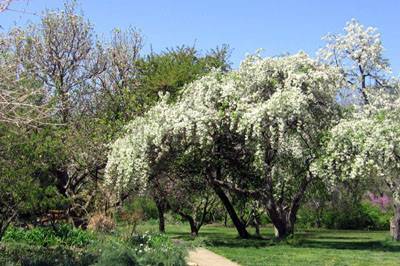 UUCL Grounds in Spring
