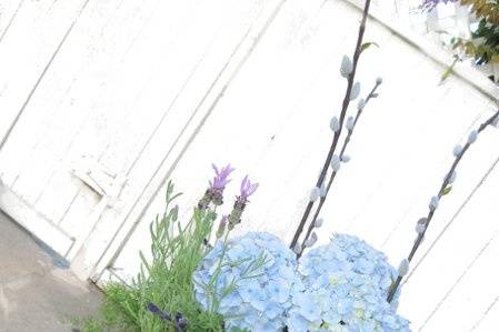 Blue Rose Designs