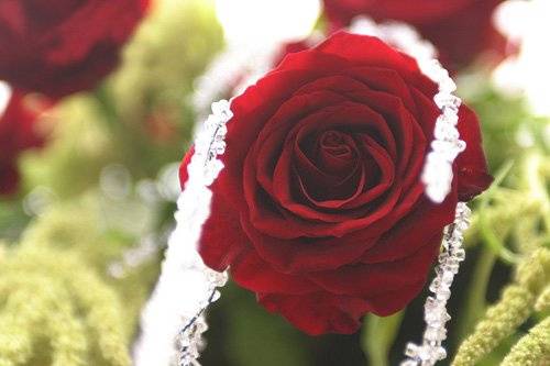 Blue Rose Designs