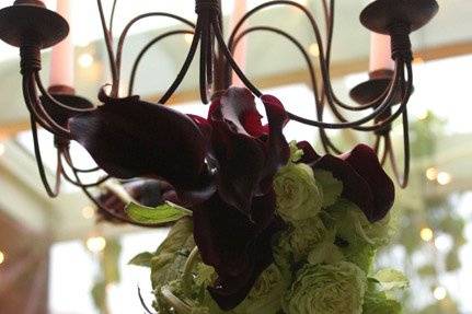 Blue Rose Designs