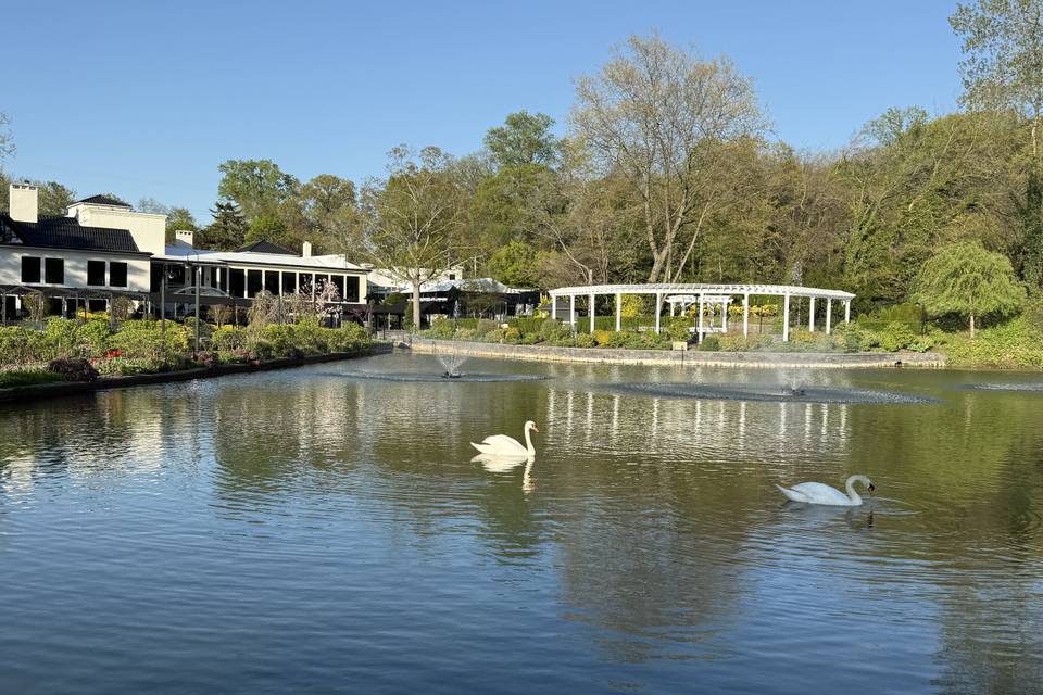 Swans