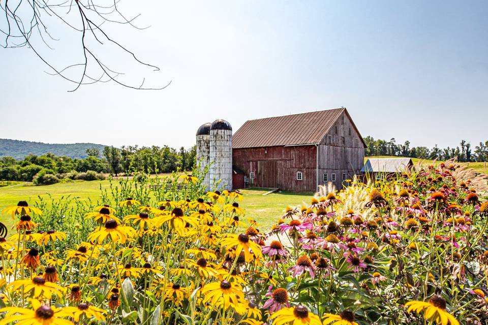 Summer in Bloom