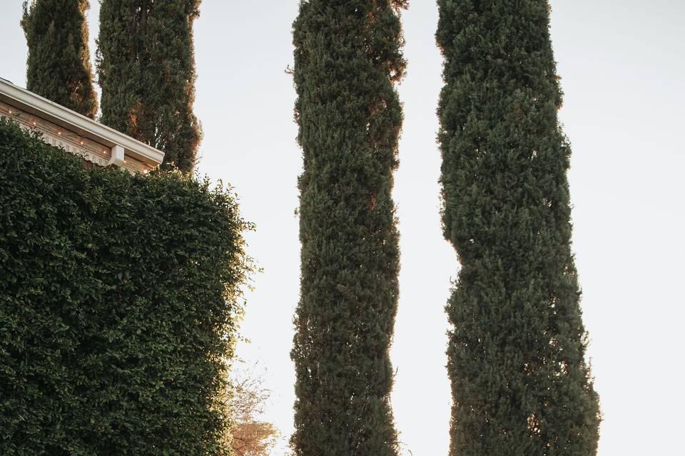 S + C