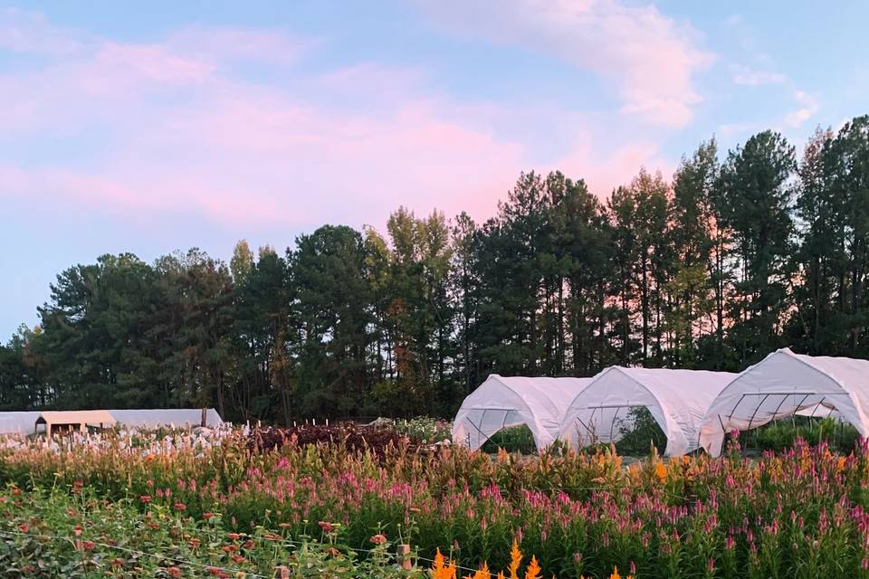 Hazel Witch Farm