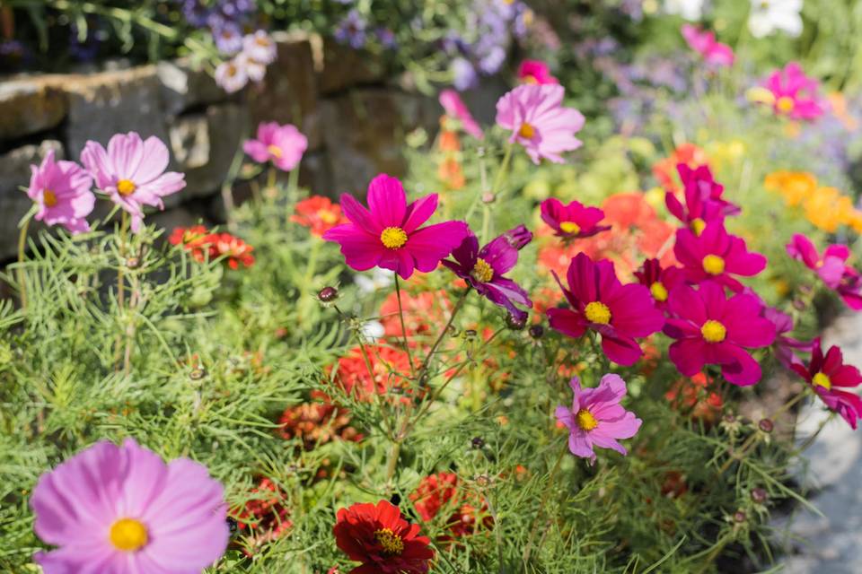 Mountain flowers