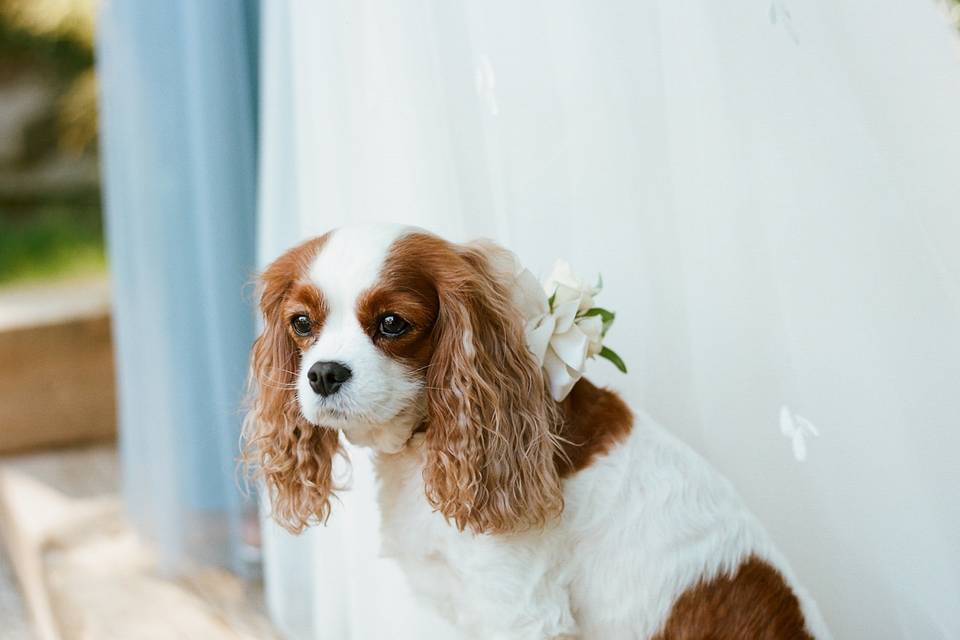 Dog at wedding