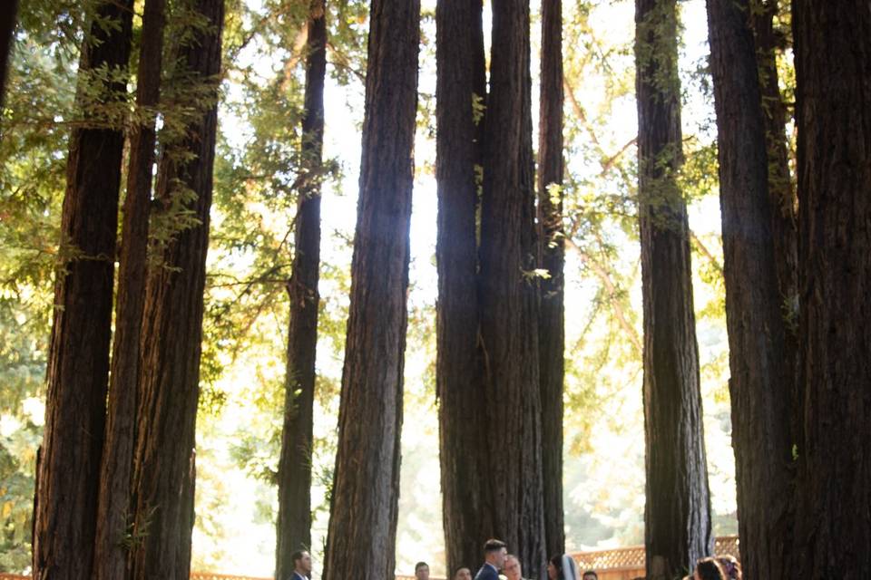 Redwood Cathedral