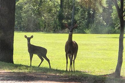 Deer greeting guests