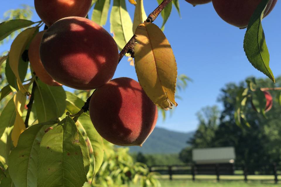 Mount Fair Vineyard