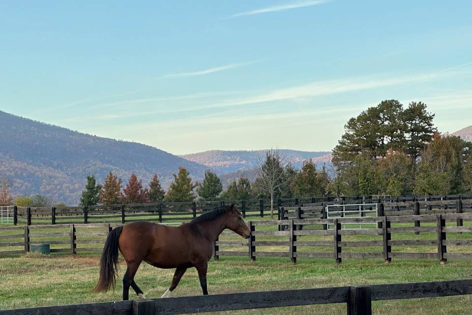 Mount Fair Vineyard