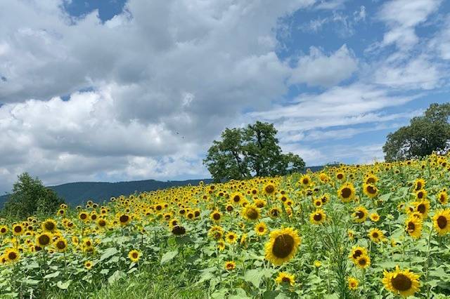 Mount Fair Vineyard