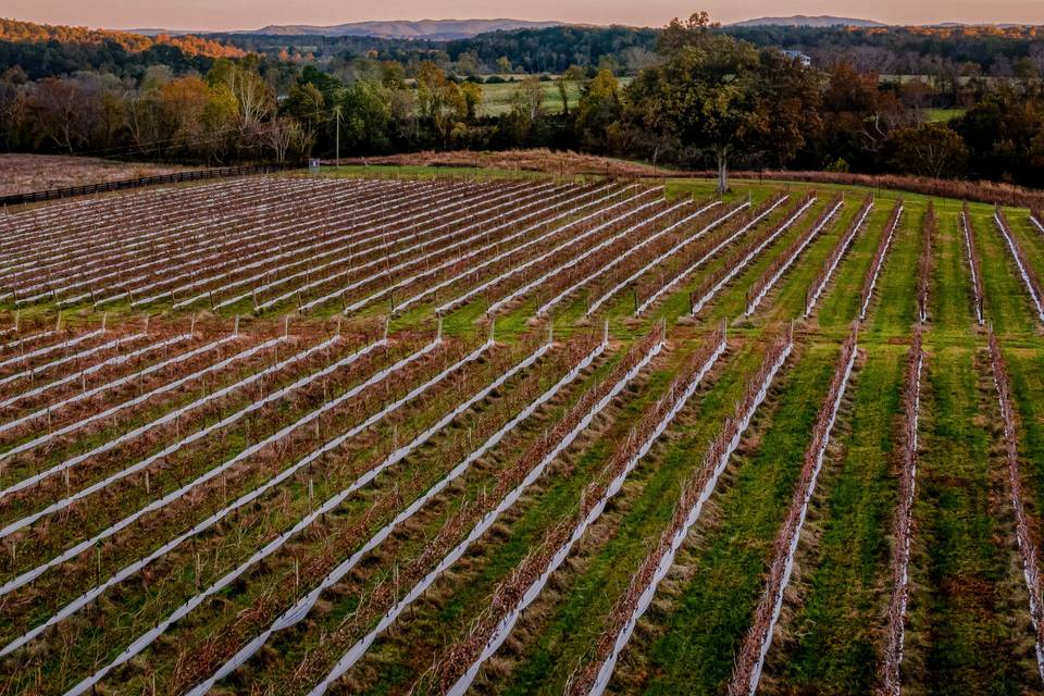 Mount Fair Vineyard