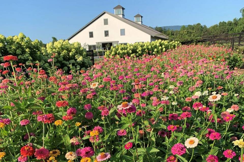 Wildflowers