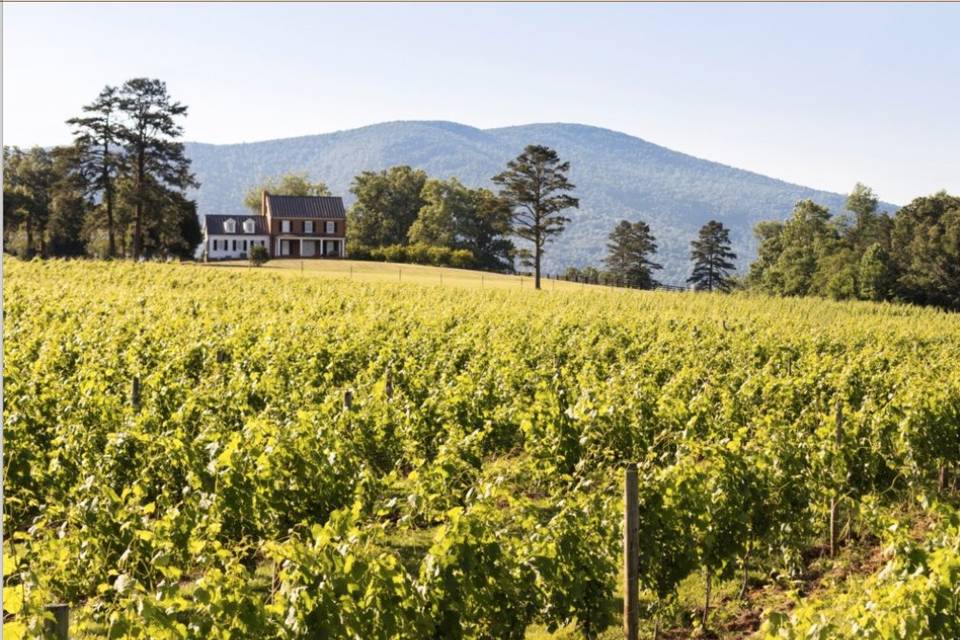 Mount Fair Vineyard