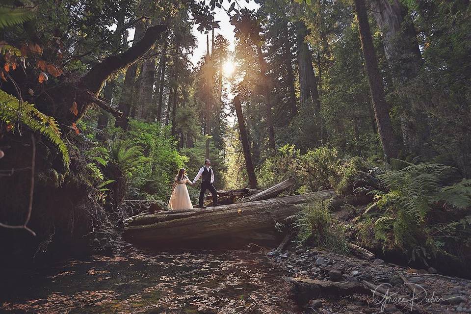 Redwood Forest Wedding