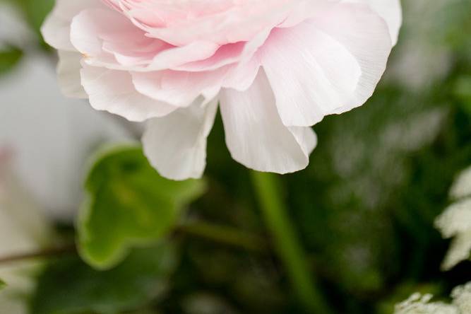 Blush Ranunculus