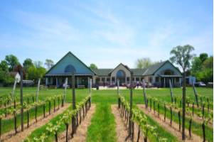 Duckwalk Vineyard