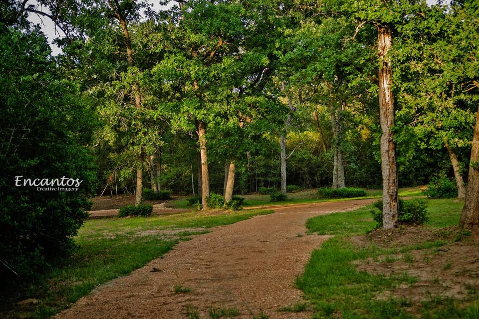 Golden Pine Village Nature