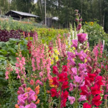 Calypso Farm