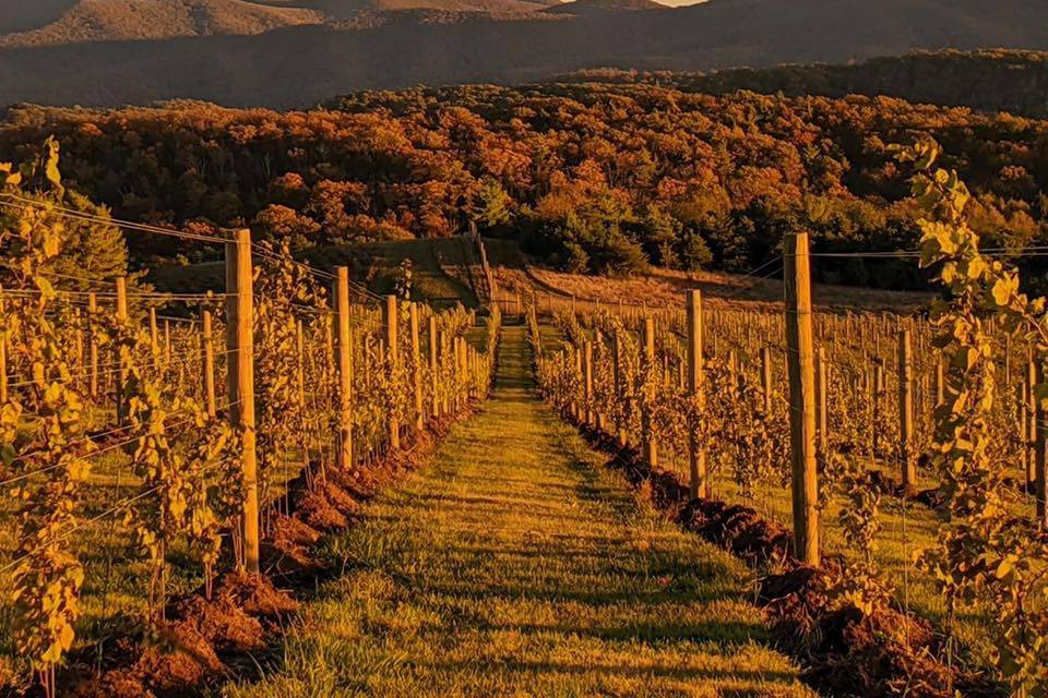 Vineyard in the Fall