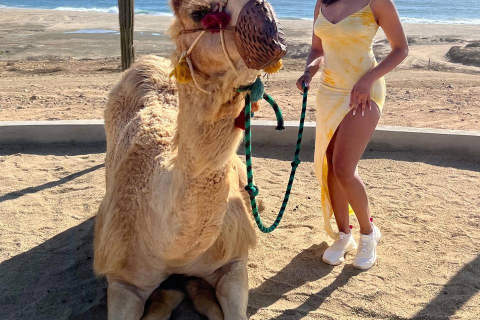 Prolific Escapes