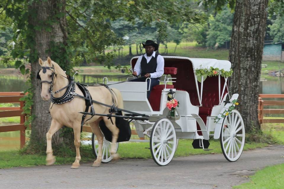 Mo's Carriages And Trail Rides