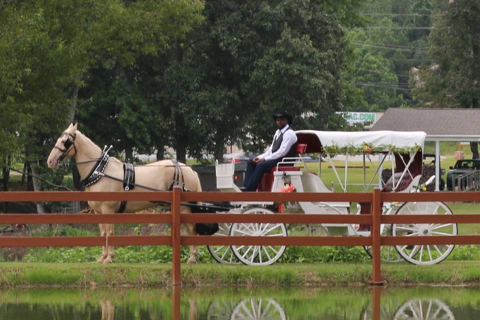 Mo's Carriages And Trail Rides