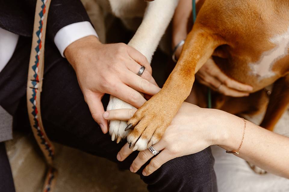 You + me + the dogs