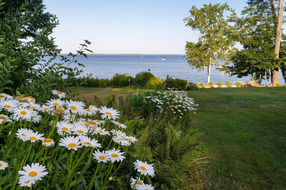 Delicate daisies