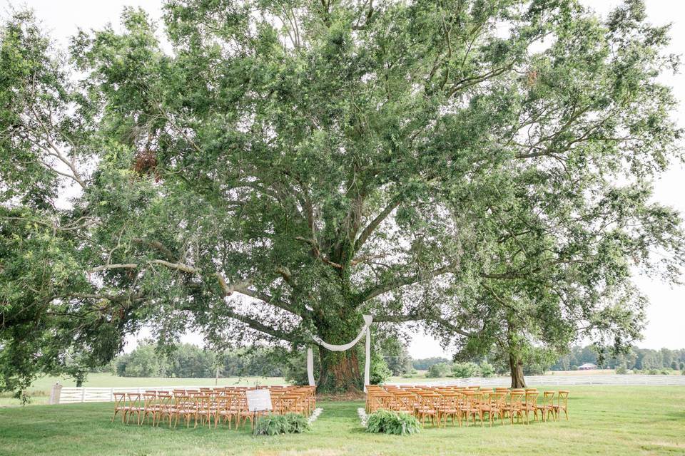 Weeping oak ceremony