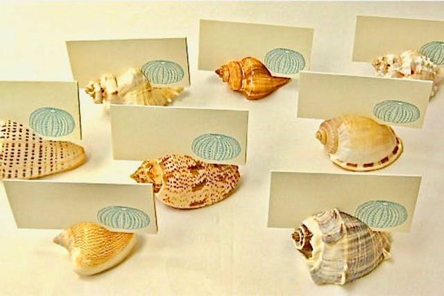 The Seashell Collection
