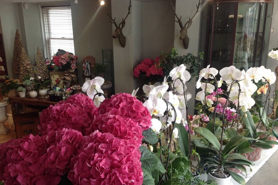 Verdant Floral Studio