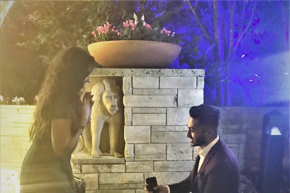 Proposal at the Zoo -- Live