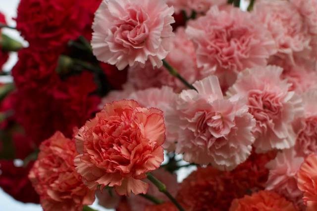 Blushing pinks