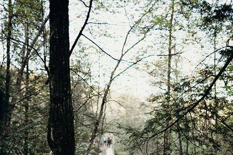 Dreamlike forest walkway - Bobbi Phelps Photography