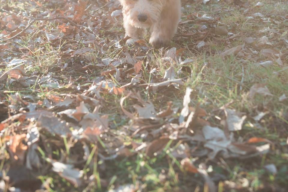 Happy dog