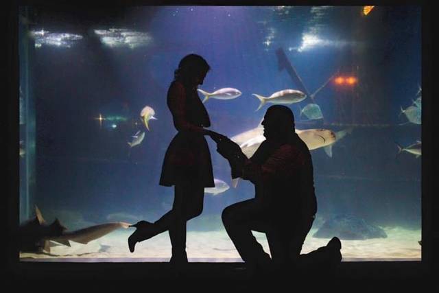 The perfect proposal
