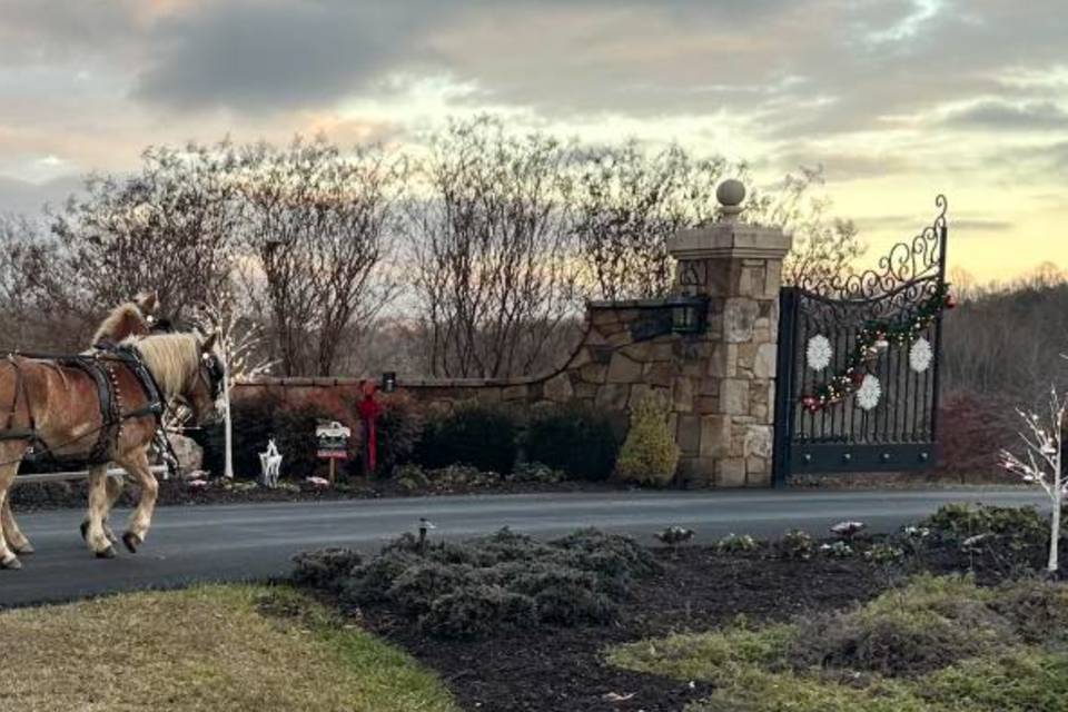 Horse & Carriage at Christmas