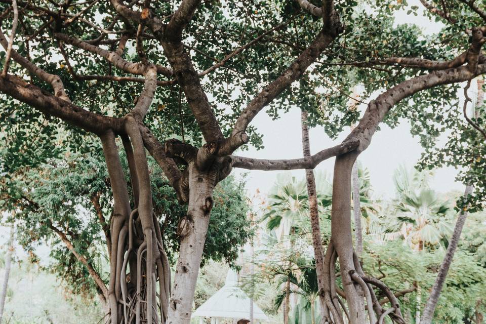 Kissing Tree - Sheraton Kona