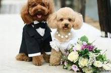 Dogs at the wedding