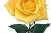 Yellow Aalsmer Gold Rose